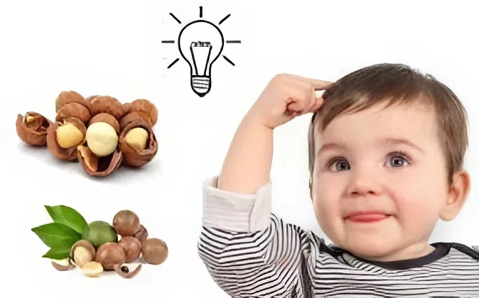 hạt macca có tác dụng gì